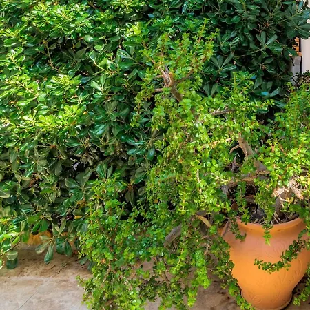 Maryvilla Inspiracion Y Vacaciones - Mascarat * Calpe